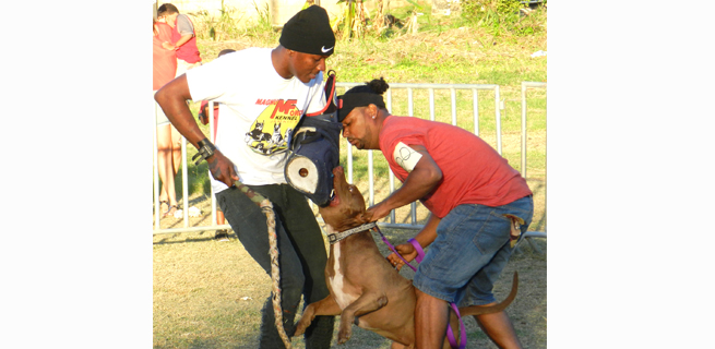 (From left) Attacker, Anthony Hewitt in action with Lord Knight, being held by his owner Gregory McBean.